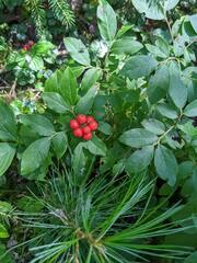 Vaccinium myrtilloides
