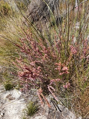 Erica intervallaris