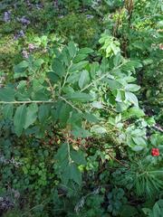 Vaccinium myrtilloides