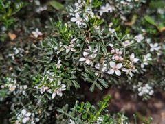 Cyanothamnus anemonifolius variabilis