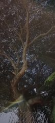 Hymenaea courbaril