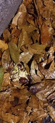 Hymenaea courbaril