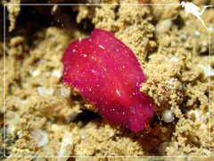 Pseudoceros cruentus