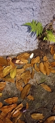 Hymenaea courbaril