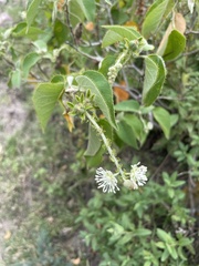 Croton ciliatoglandulifer