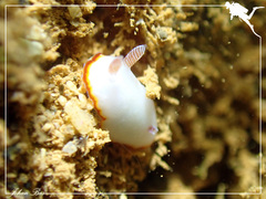 Goniobranchus verrieri