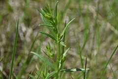 Galium boreale