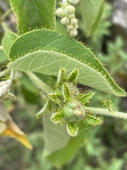 Croton ciliatoglandulifer
