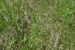 Galium boreale