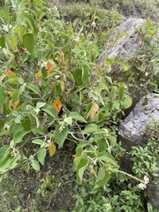 Croton ciliatoglandulifer