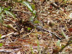 Aeshna interrupta interrupta