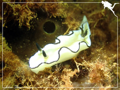 Doriprismatica atromarginata