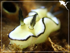 Doriprismatica atromarginata