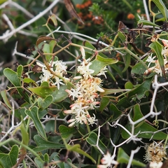 Smilax aspera