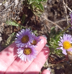 Erigeron glaucus