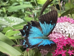 Papilio ulysses