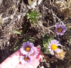 Erigeron glaucus