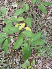 Ditrysinia fruticosa