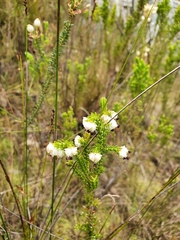 Erica spumosa