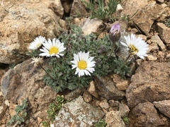 Erigeron vagus