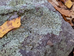 Xanthoparmelia conspersa