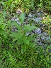 Eutrochium maculatum