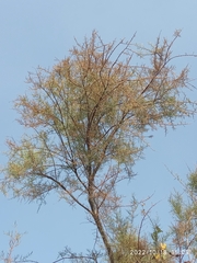 Tamarix gallica