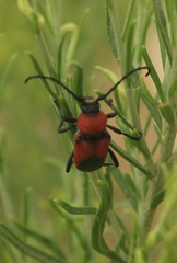 Crossidius coralinus