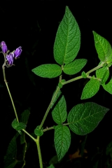 Solanum