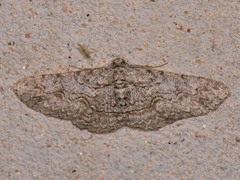 Iridopsis defectaria