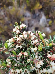 Erica obtusata