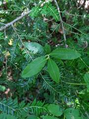 Lonicera villosa