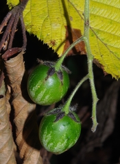 Solanum