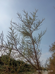 Tamarix gallica