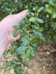 Ilex crenata
