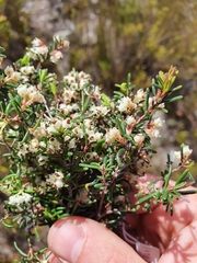 Erica obtusata