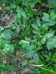 Vaccinium myrtilloides