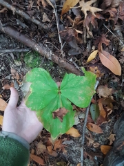 Trillium ovatum