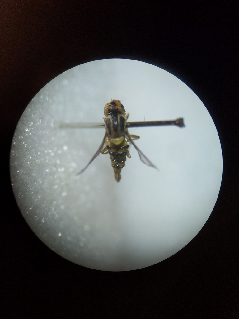 Dicraeus tibialis