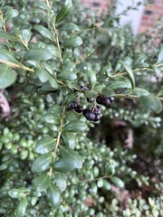 Ilex crenata