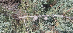 Cupressus stephensonii