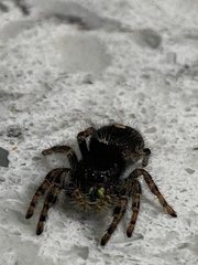Phidippus