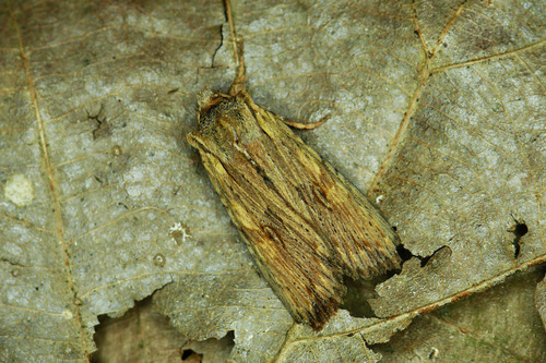 Pale Pinion