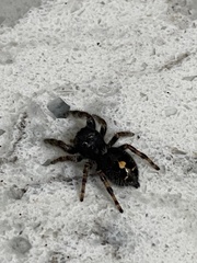 Phidippus