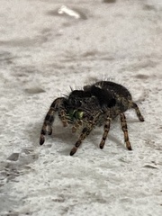 Phidippus