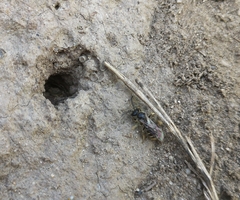 Lasioglossum marginatum