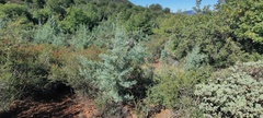 Cupressus stephensonii