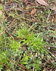 Lachnocaulon anceps