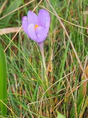 Crocus nudiflorus