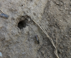 Lasioglossum marginatum